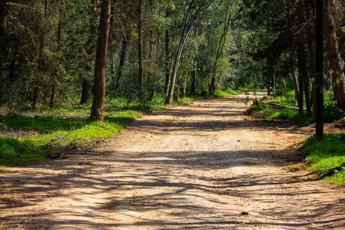 Free A tranquil dirt path winds through a sunlit forest, ideal for nature walks. Stock Photo
