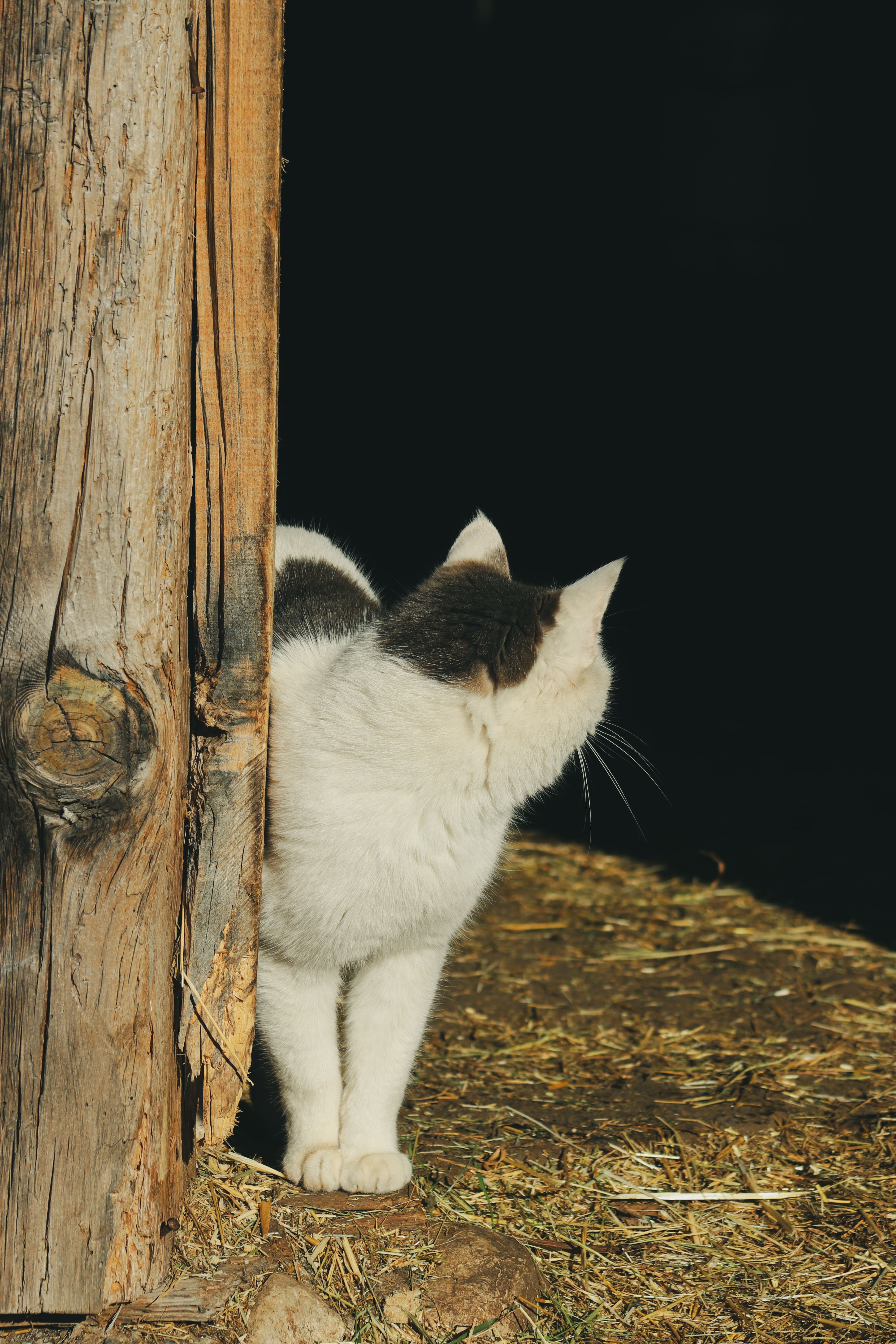Domestic Cat Peeking Behind Wooden Post · Free Stock Photo