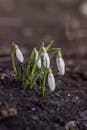 Close-up of Snowdrops Emerging from Soil in Early Spring