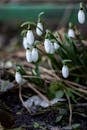 Snowdrops Blooming in Early Spring Garden