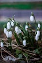 Snowdrops in Early Spring Bloom