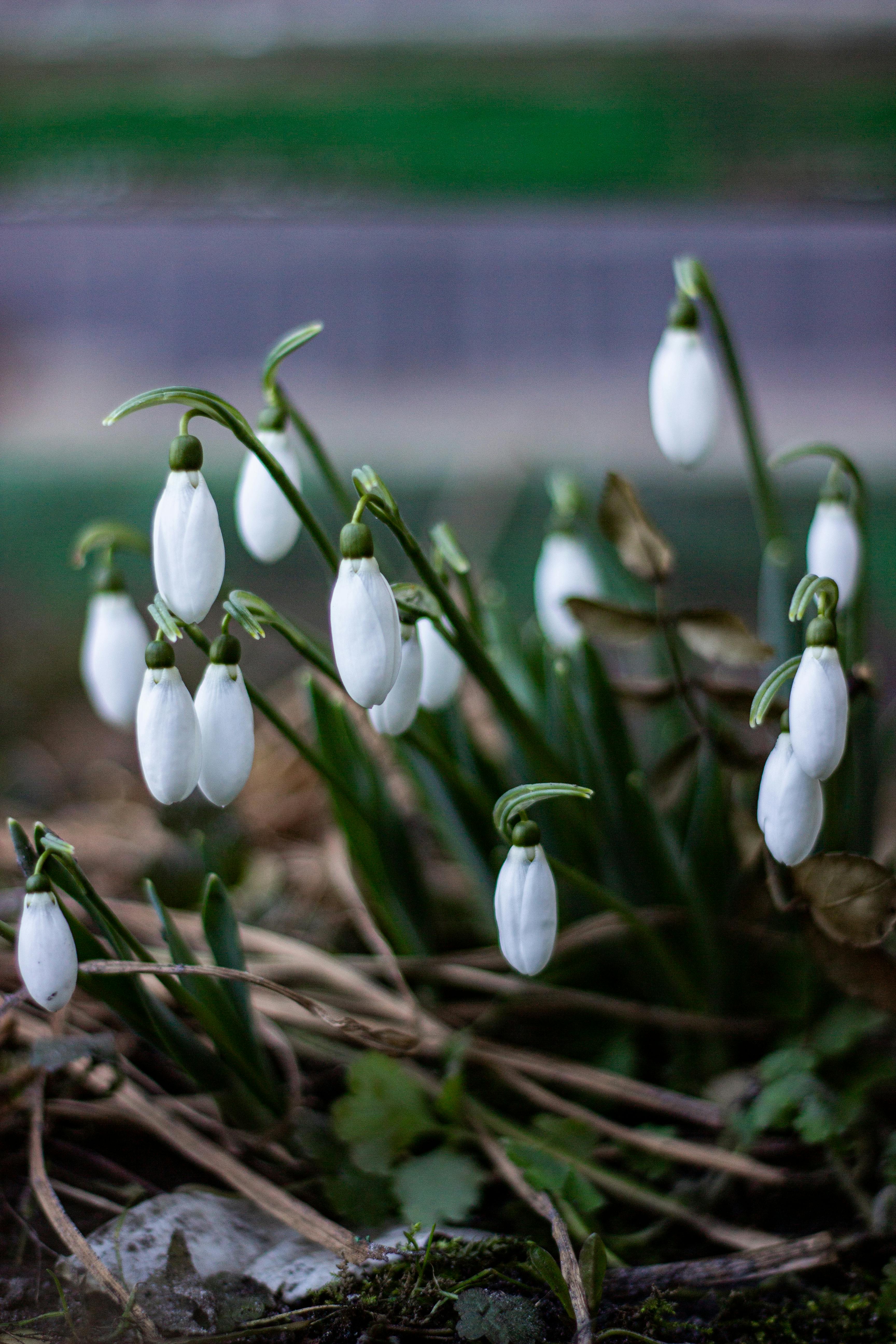 Snowdrops in Early Spring Bloom