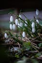Close-up of Blooming Snowdrops in Early Spring