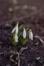 Snowdrops in Early Spring Soil