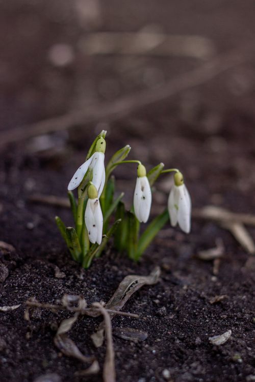 Free Close-up of delicate snowdrops emerging from the soil, signaling early spring. Stock Photo