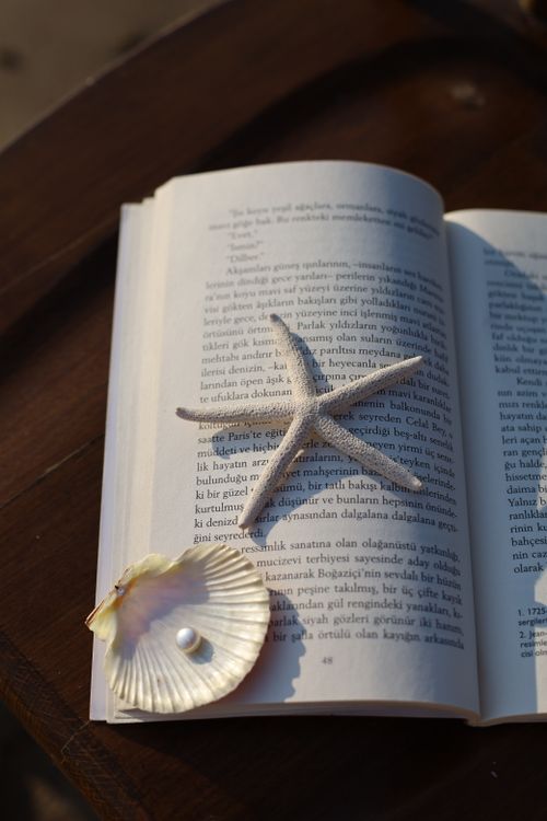 Free Starfish and seashell on an open book. Coastal reading inspiration. Stock Photo