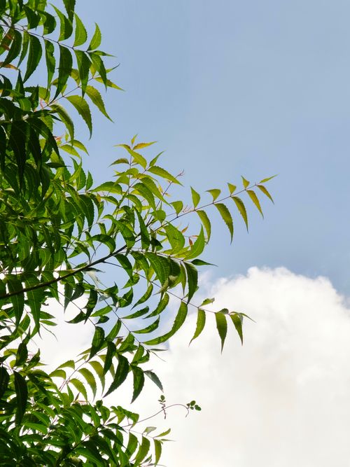 Free Green leafy tree branch silhouette against blue sky and white clouds. Stock Photo