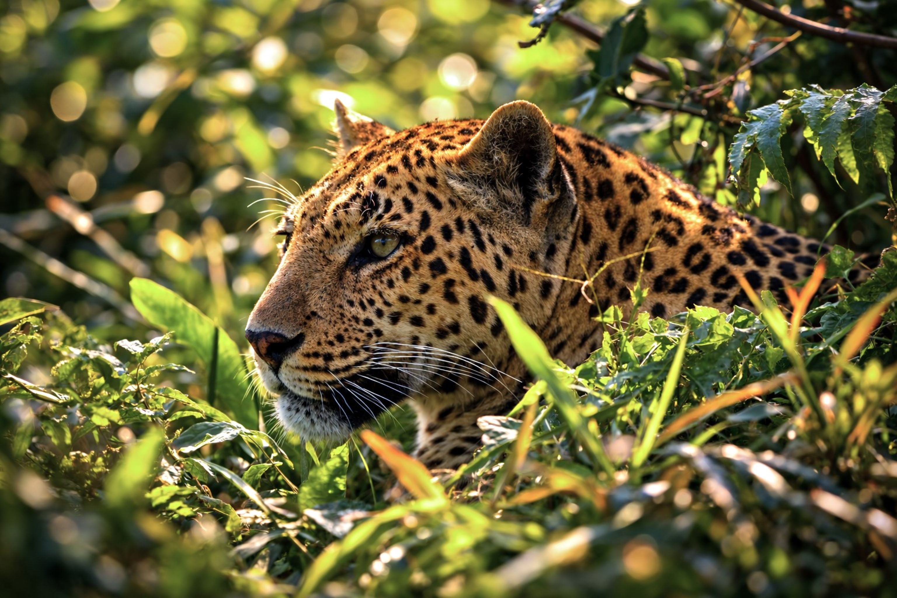 Majestic Leopard in West Bengal Jungle Habitat · Free Stock Photo