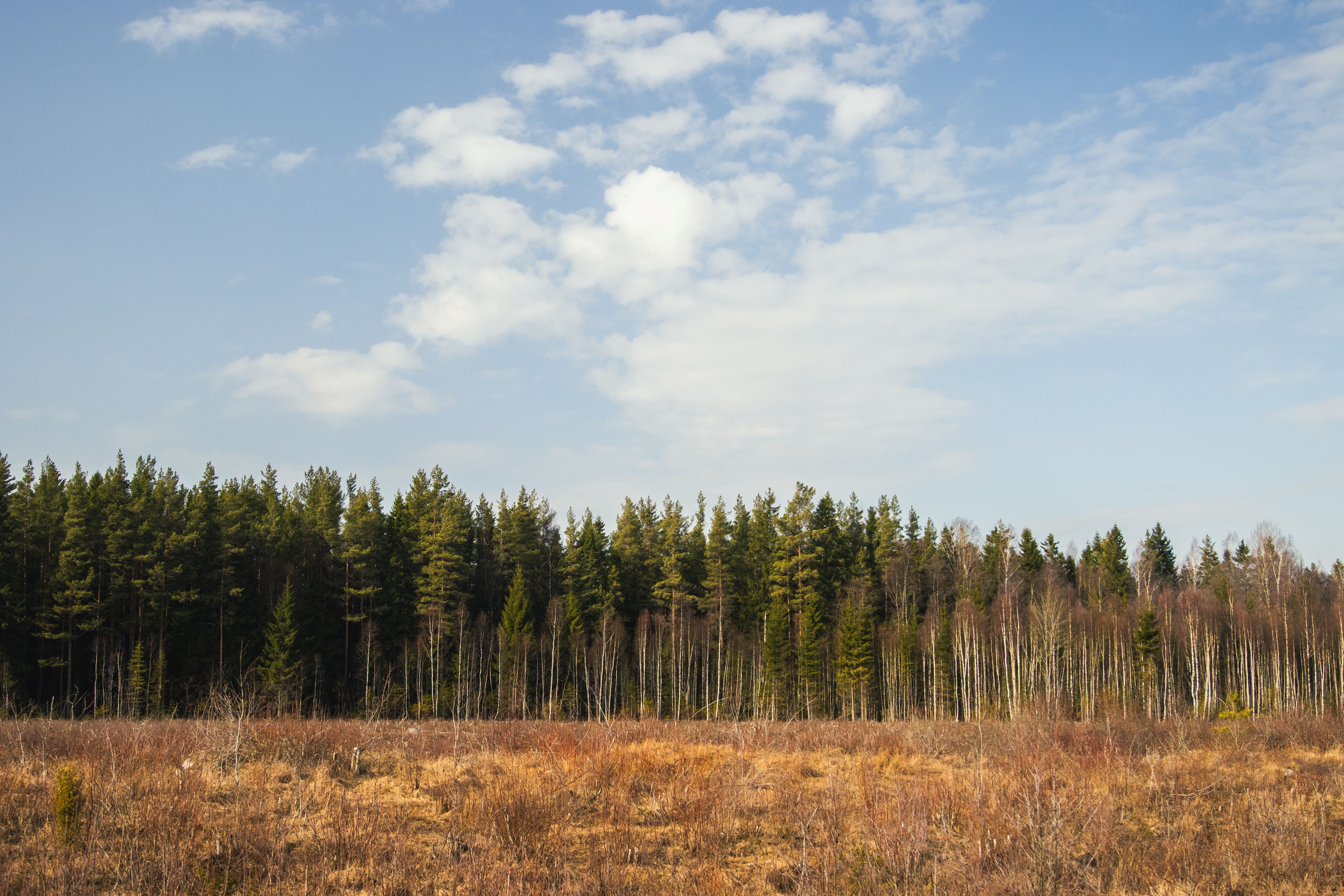 A beautiful landscape of a boreal forest under a bright blue sky in Jönköpings län, Sweden.