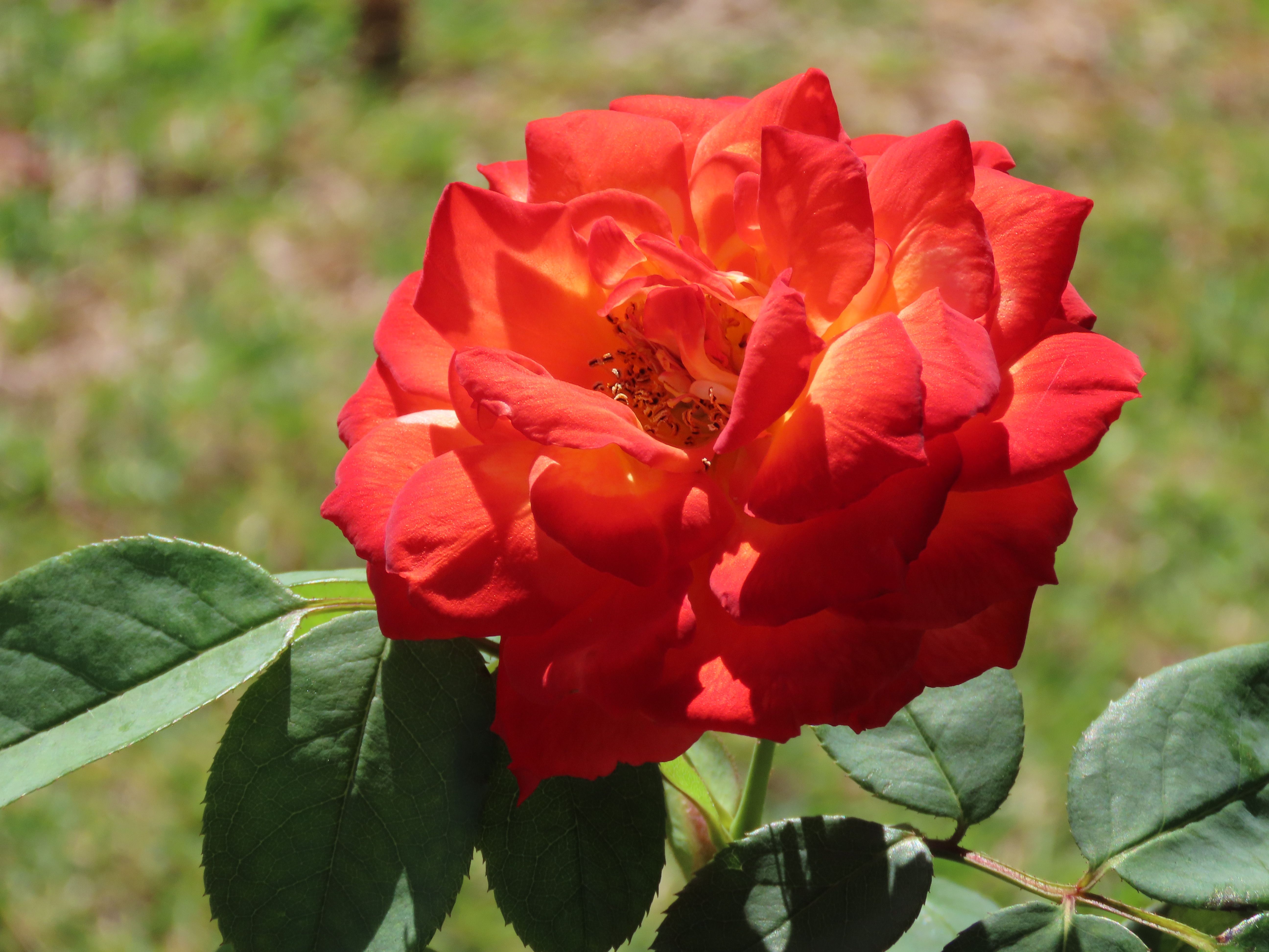 Bright Red Rose Bloom in Sydney Garden · Free Stock Photo