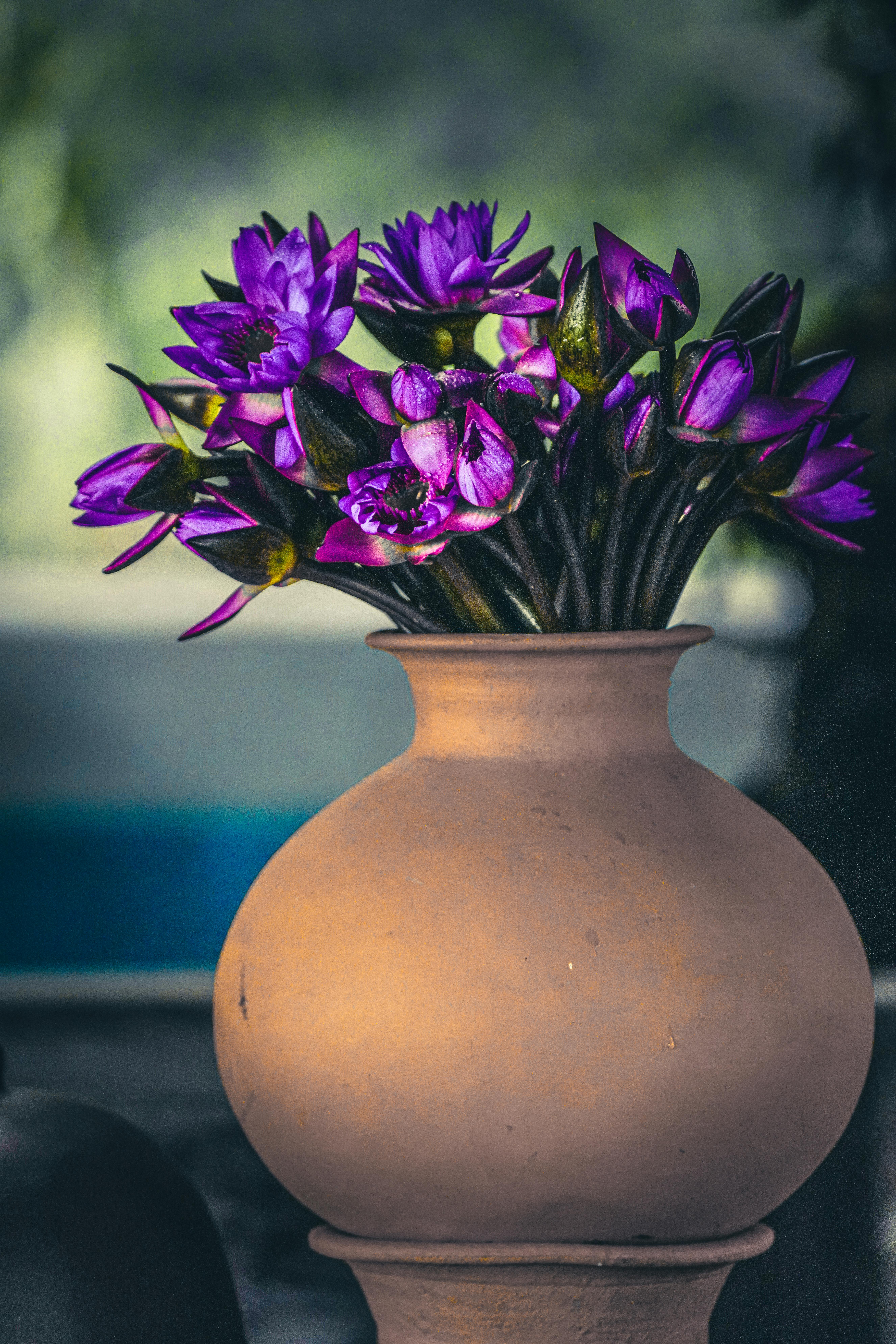 [ColoSach]-vibrant-purple-water-lilies-in-a-traditional-clay-vase,-symbolizing-serenity-and-beauty.