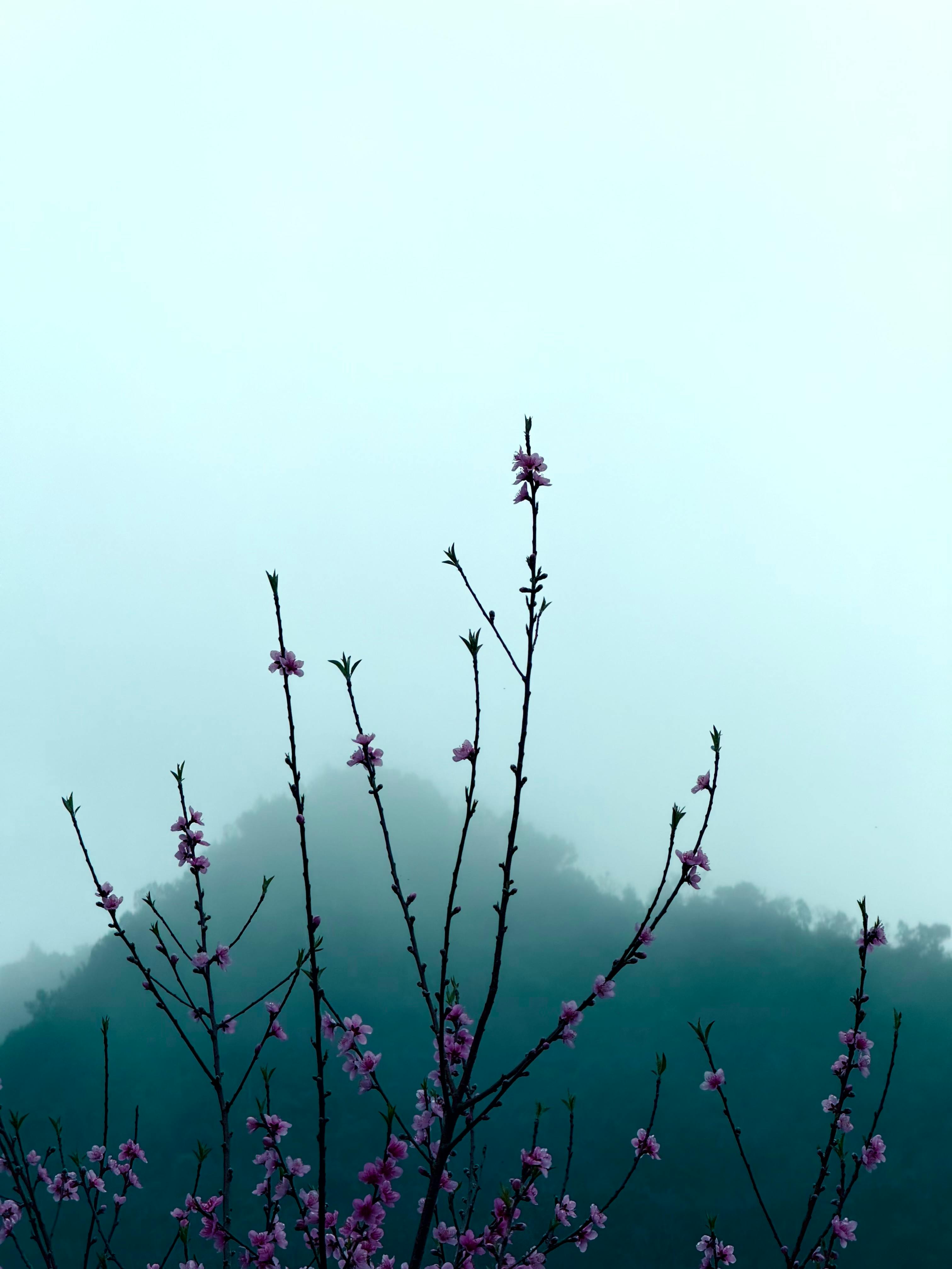 Gratuit Fleurs de pêcher sur fond de montagnes brumeuses à Hà Giang, au Vietnam. Photos