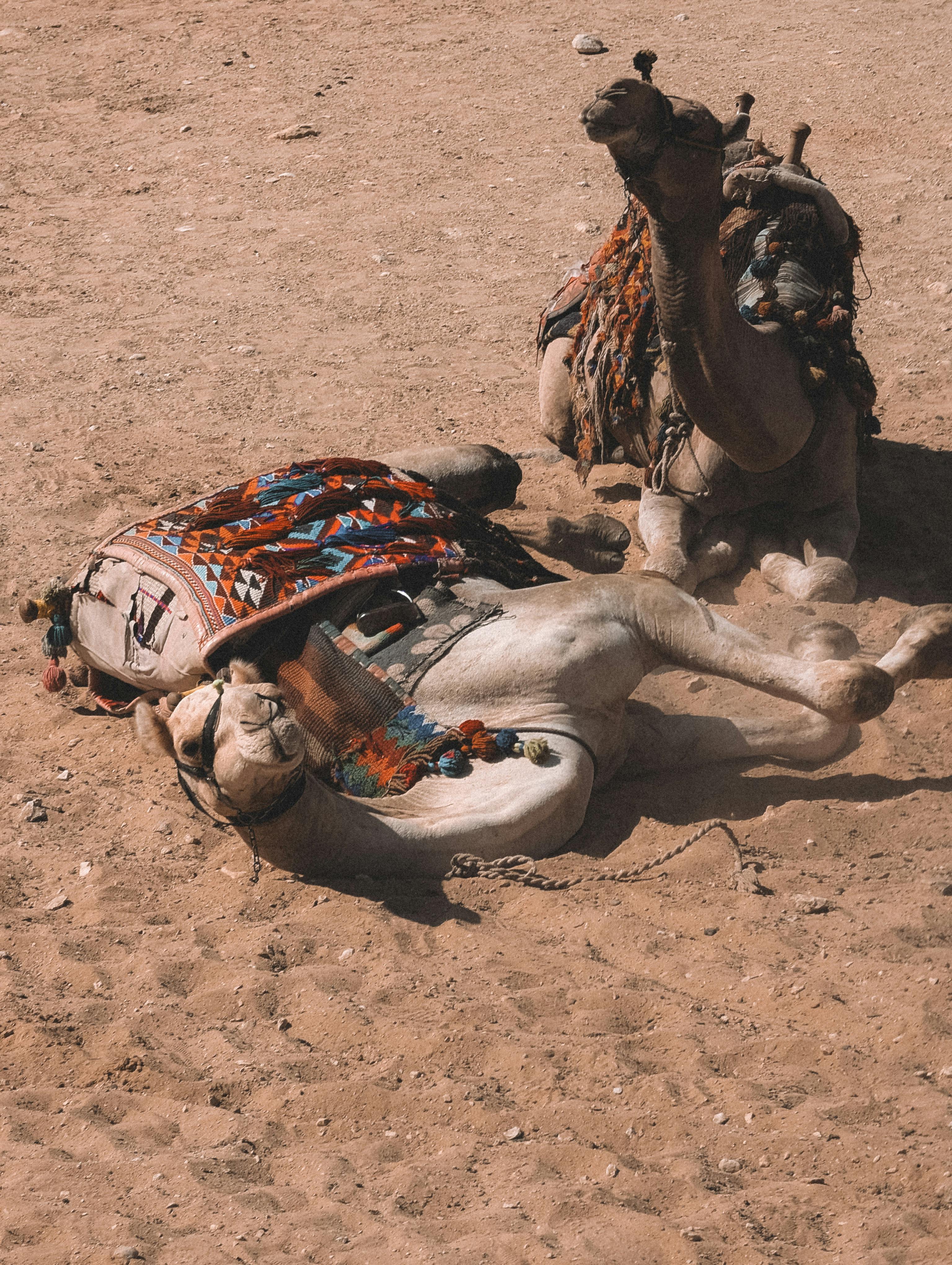 Gratis Immagine gratuita di a riposo, africa, animale Foto a disposizione