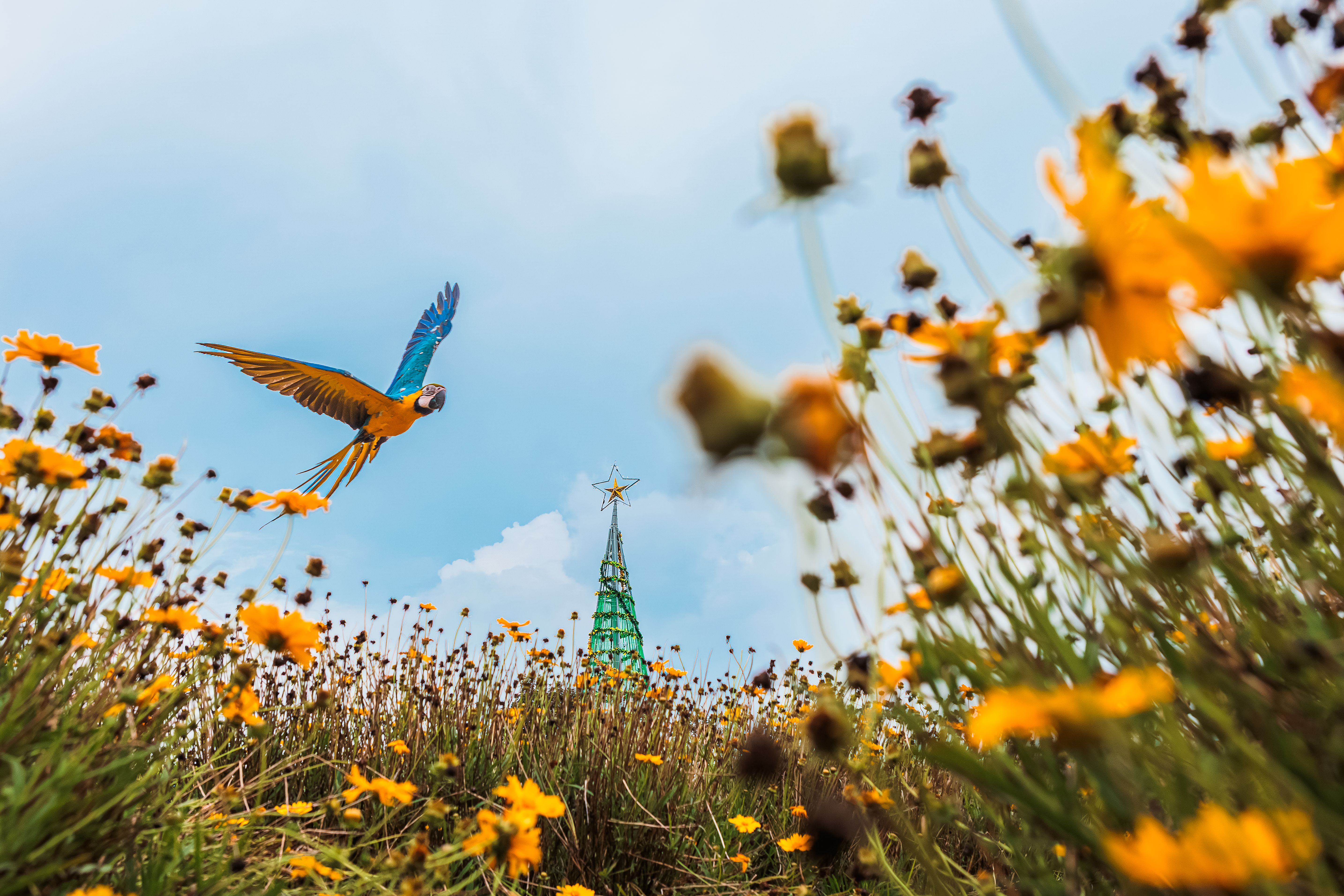 A colorful macaw soaring above a field of yellow flowers under a bright blue sky in Jawa Barat, Indonesia.