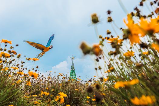 A colorful macaw soaring above a field of yellow flowers under a bright blue sky in Jawa Barat, Indonesia.
