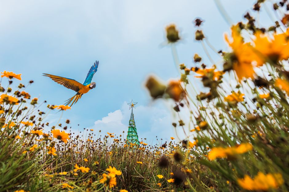A colorful macaw soaring above a field of yellow flowers under a bright blue sky in Jawa Barat, Indonesia.