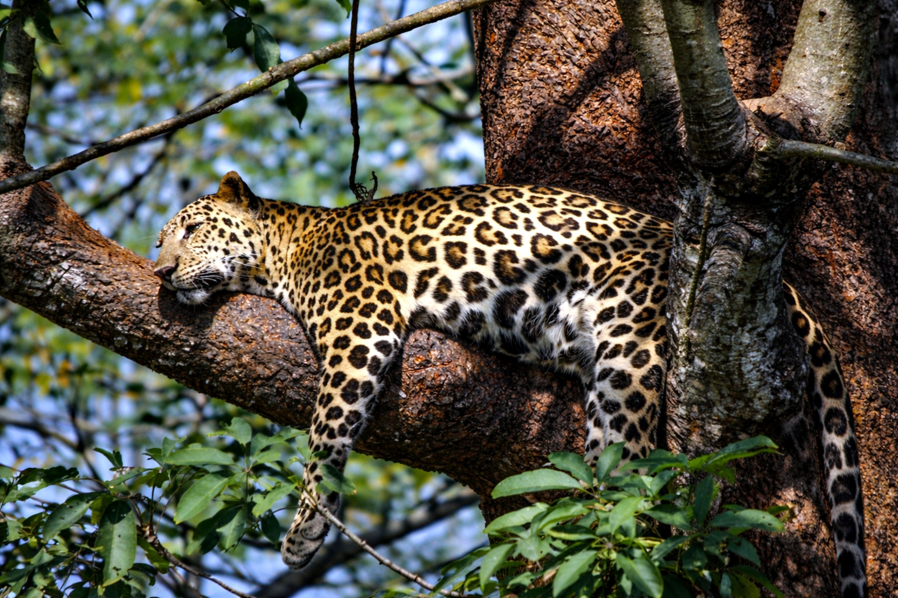 Relaxed Leopard Resting on Tree Branch in Jungle · Free Stock Photo