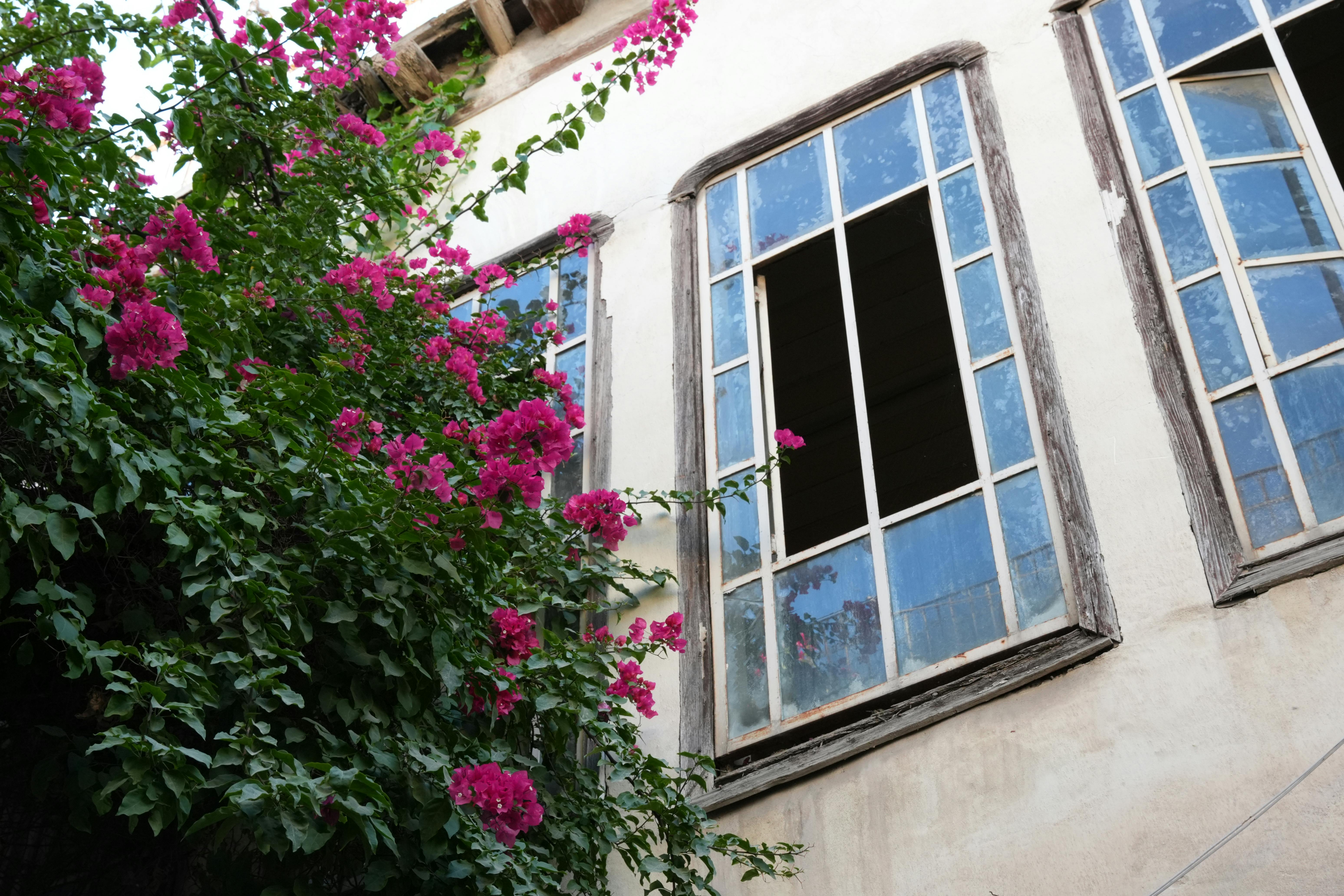 Gratuit Charmante architecture de fenêtres à Damas, en Syrie, ornée de bougainvilliers éclatants. Photos