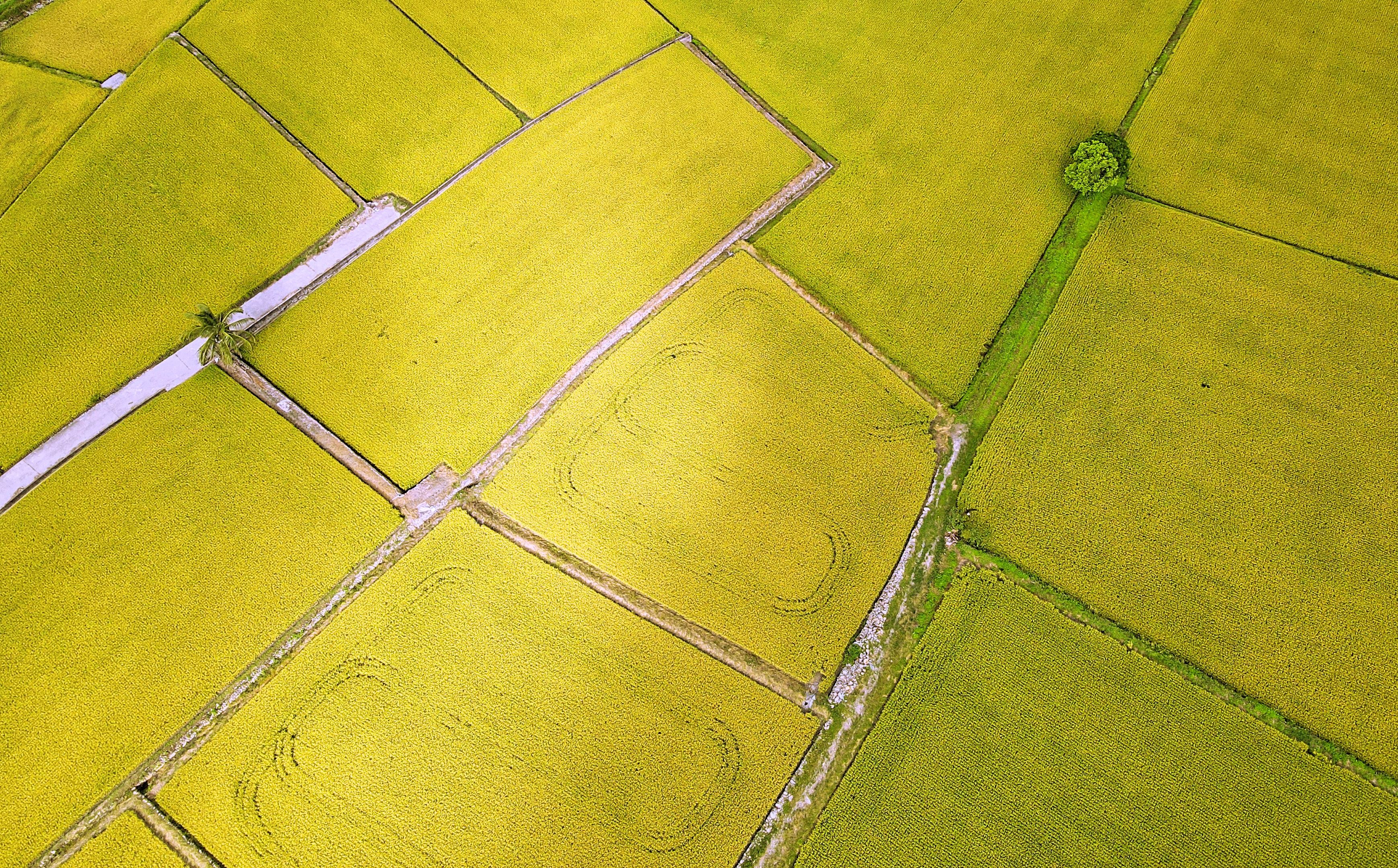 Aerial View of Lush Green Rice Fields in Taiwan · Free Stock Photo