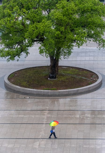 Person with rainbow umbrella walking in urban area under a vibrant green tree.