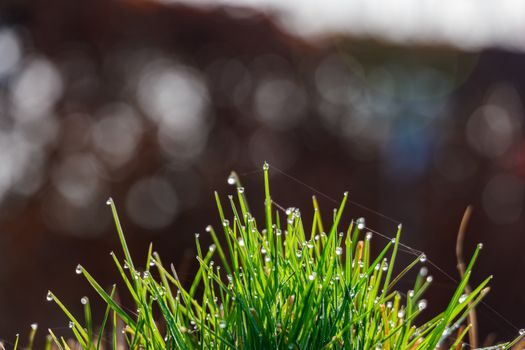 Vibrant green grass covered with dew droplets captured at sunrise, Coesfeld, Germany.