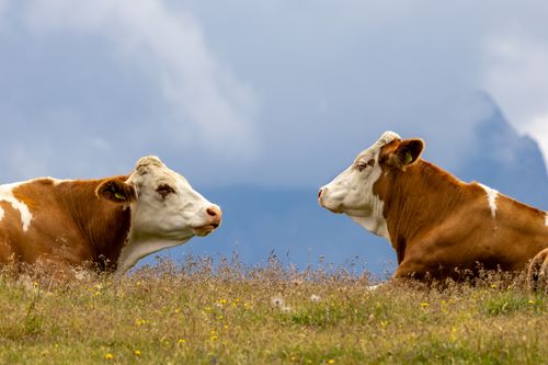 Free Two brown cows resting in a picturesque meadow in Untertauern, Austria. Stock Photo