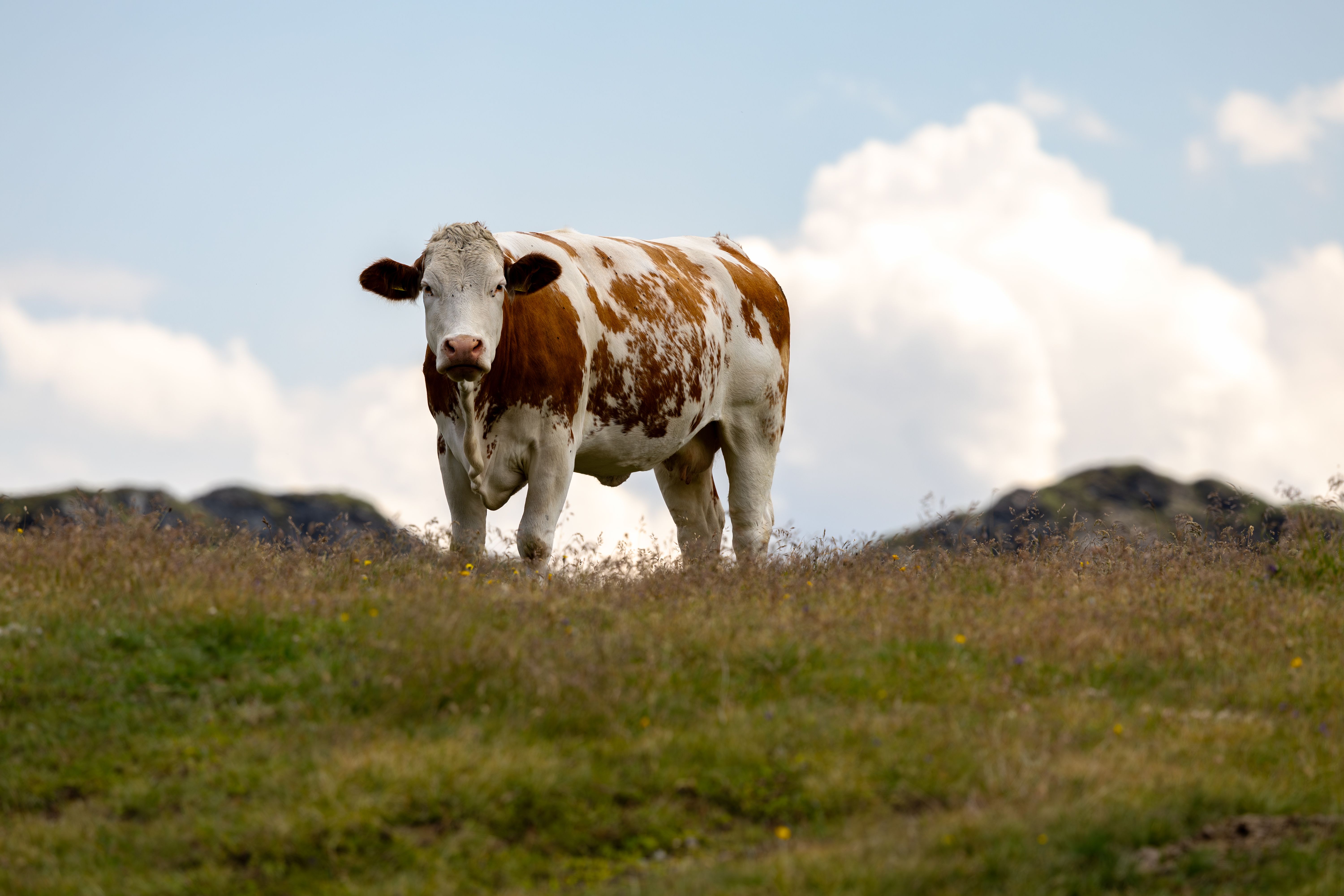 Portrait of a cow at a veterinary clinic