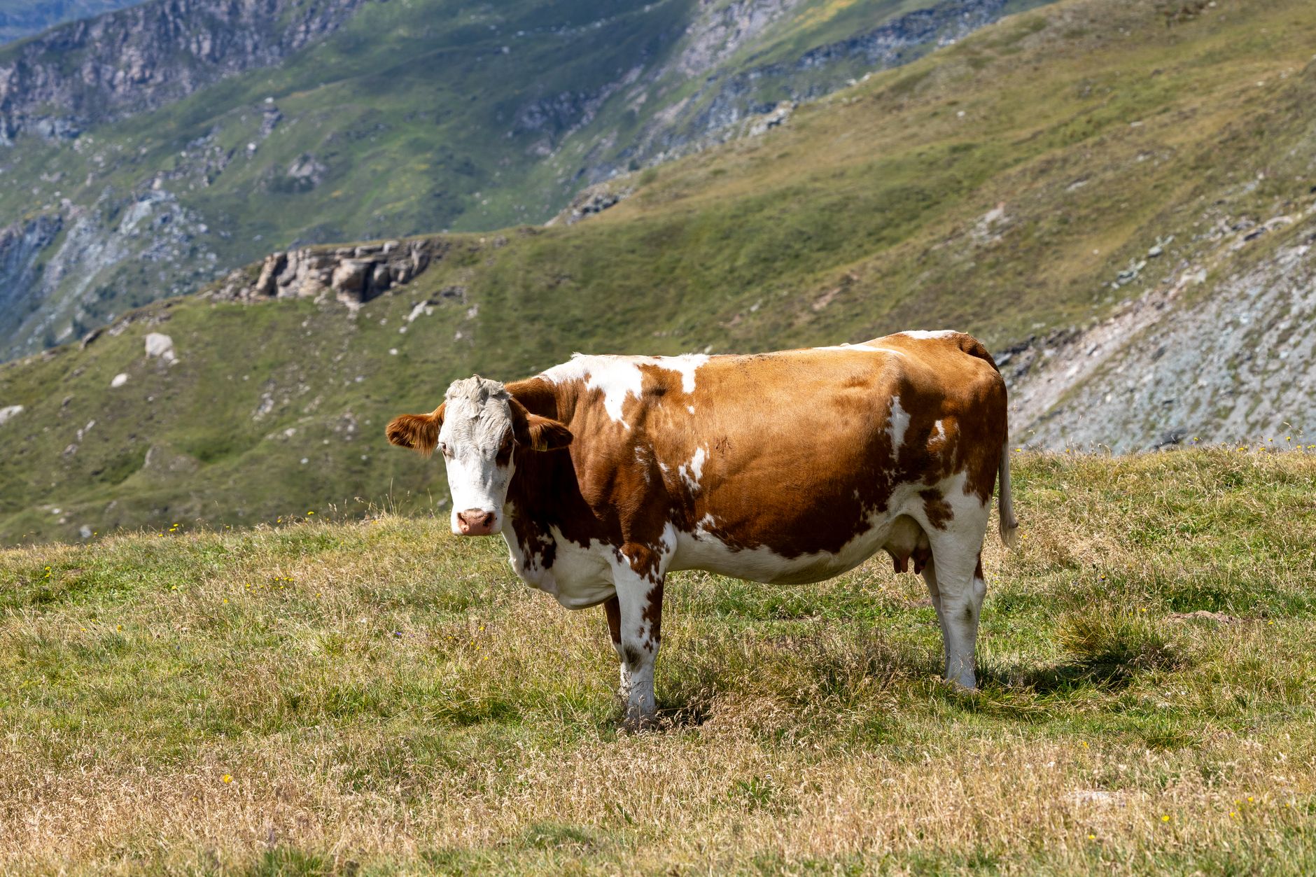 Die Milchkuh