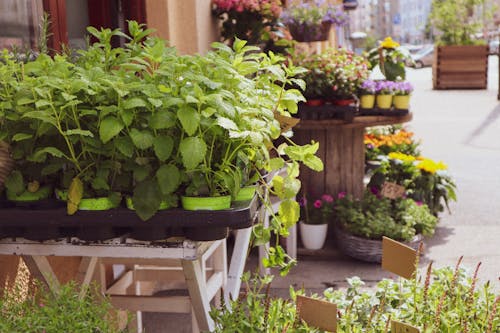 Free stock photo of flower shop, flowers, herbs