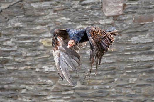 Free stock photo of airborne, animal, bird