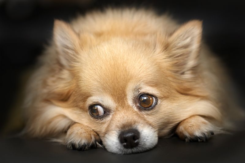 İç mekanda rahatça dinlenen bir Pomeranian