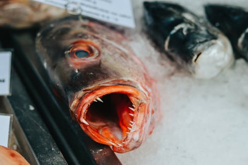 Free stock photo of fish, food market, fresh