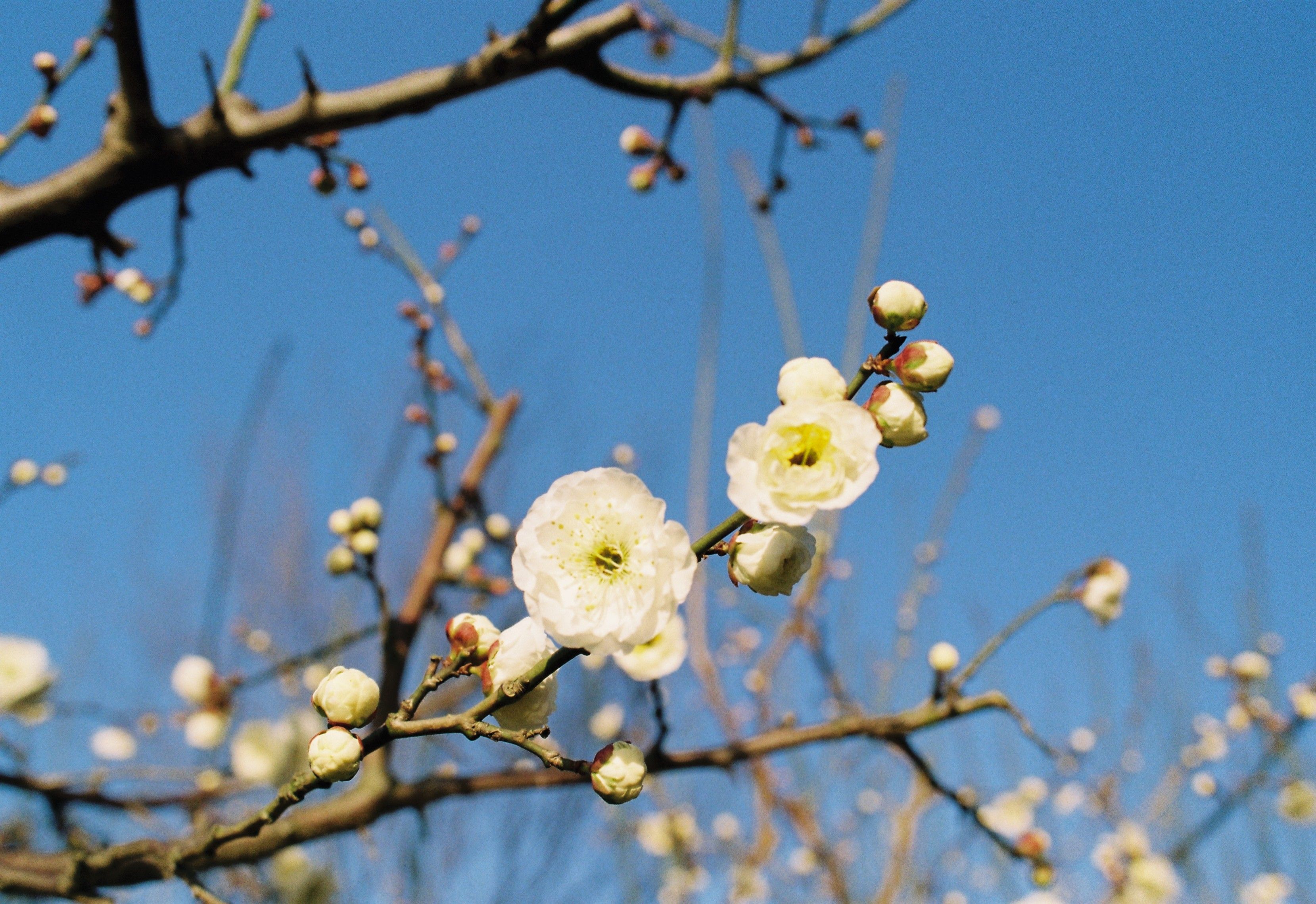 Delicate white plum blossoms bloom on a sunny spring day with clear blue sky backdrop.