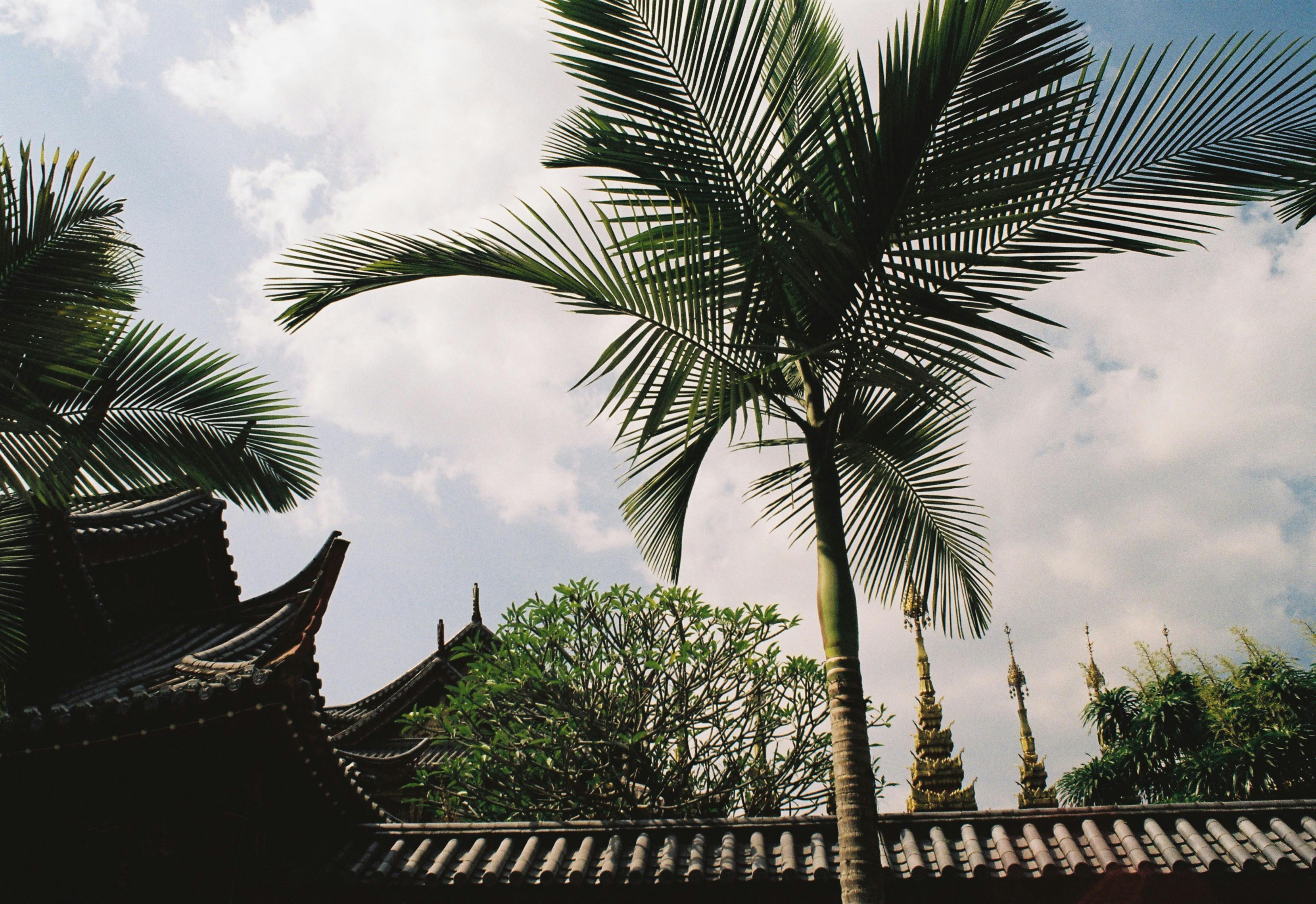 Gratis Una vista pittoresca dell'architettura tradizionale asiatica incorniciata da palme sotto un cielo limpido. Foto a disposizione