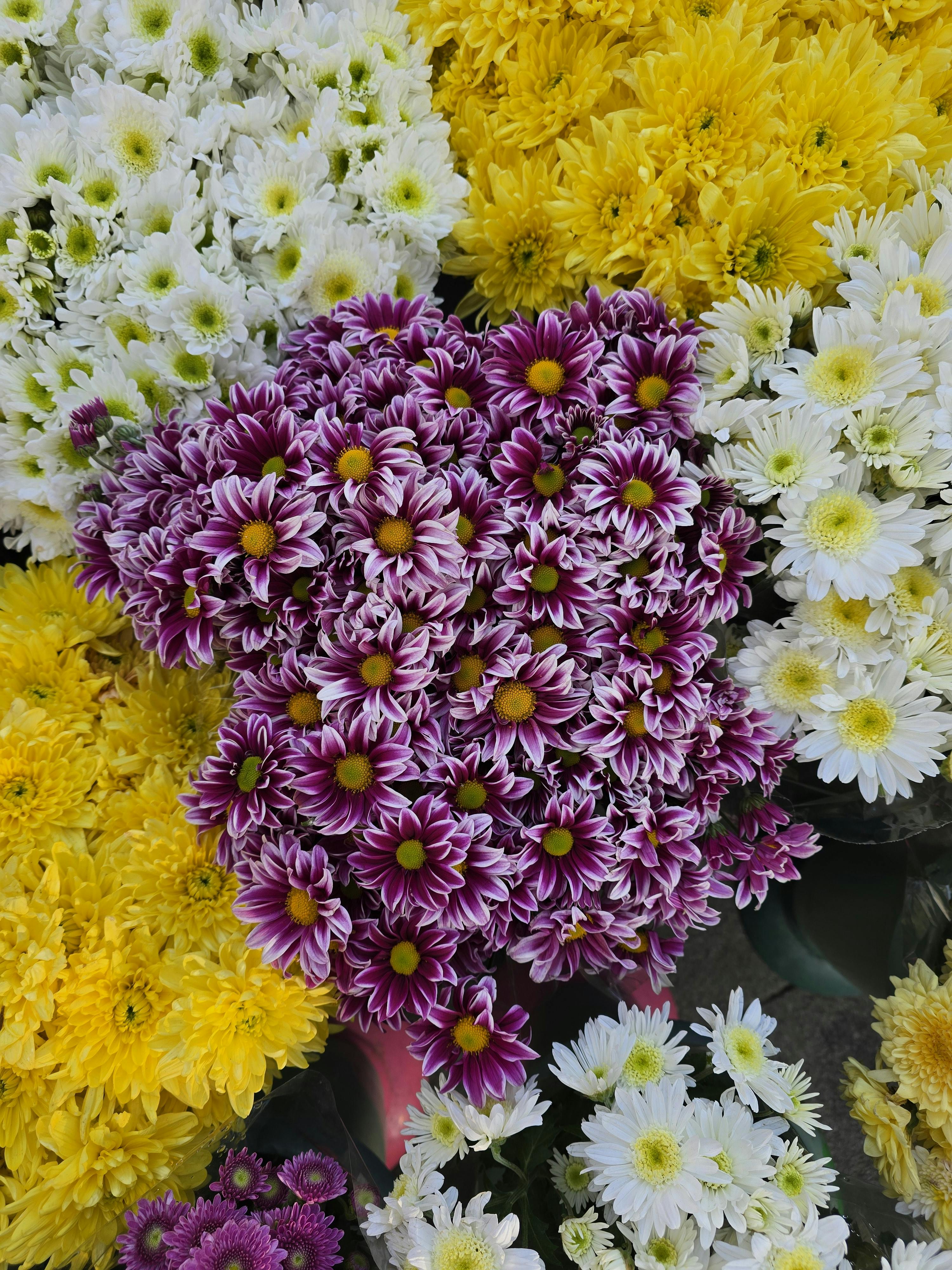 [ColoSach]-colorful-chrysanthemums-bouquet-showcasing-vibrant-floral-beauty.