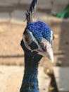Close-up Portrait of Vibrant Indian Peacock