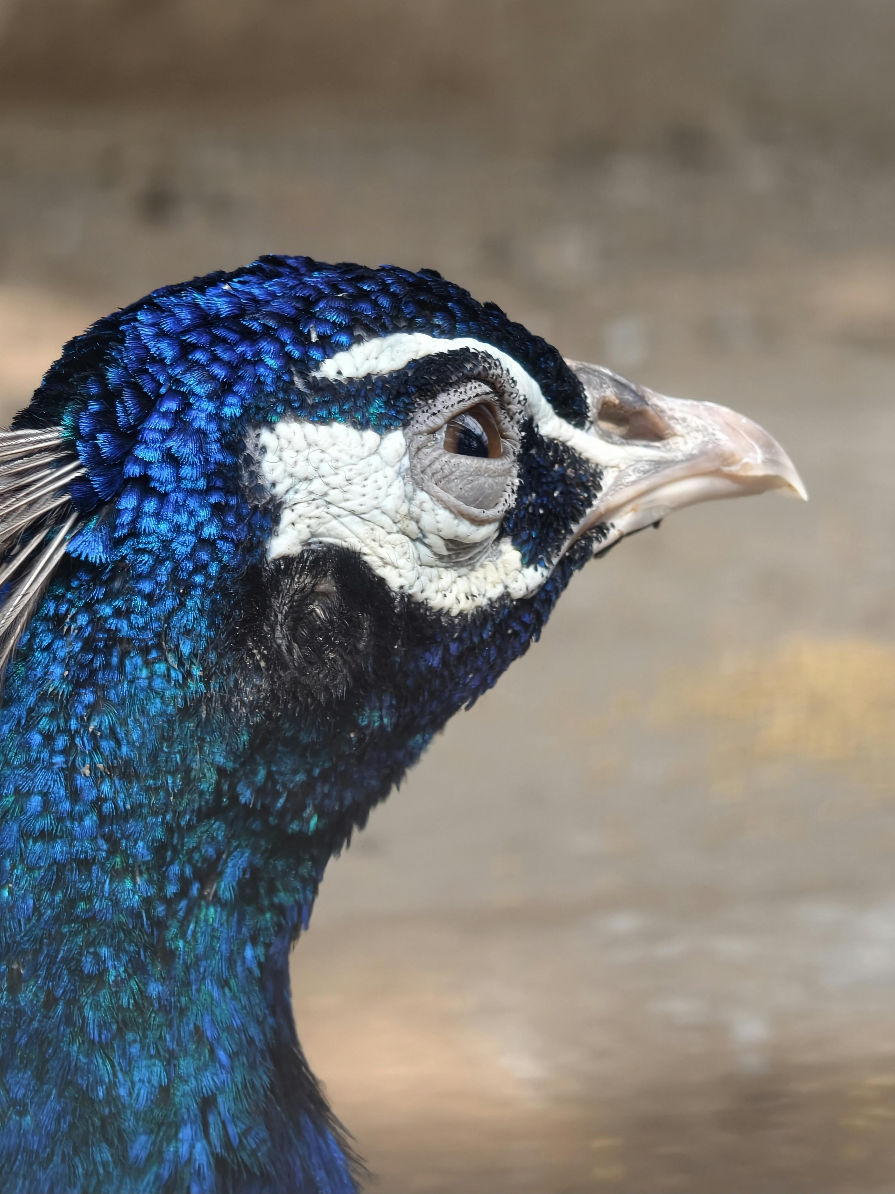 Close-Up of Vibrant Indian Peacock Plumage