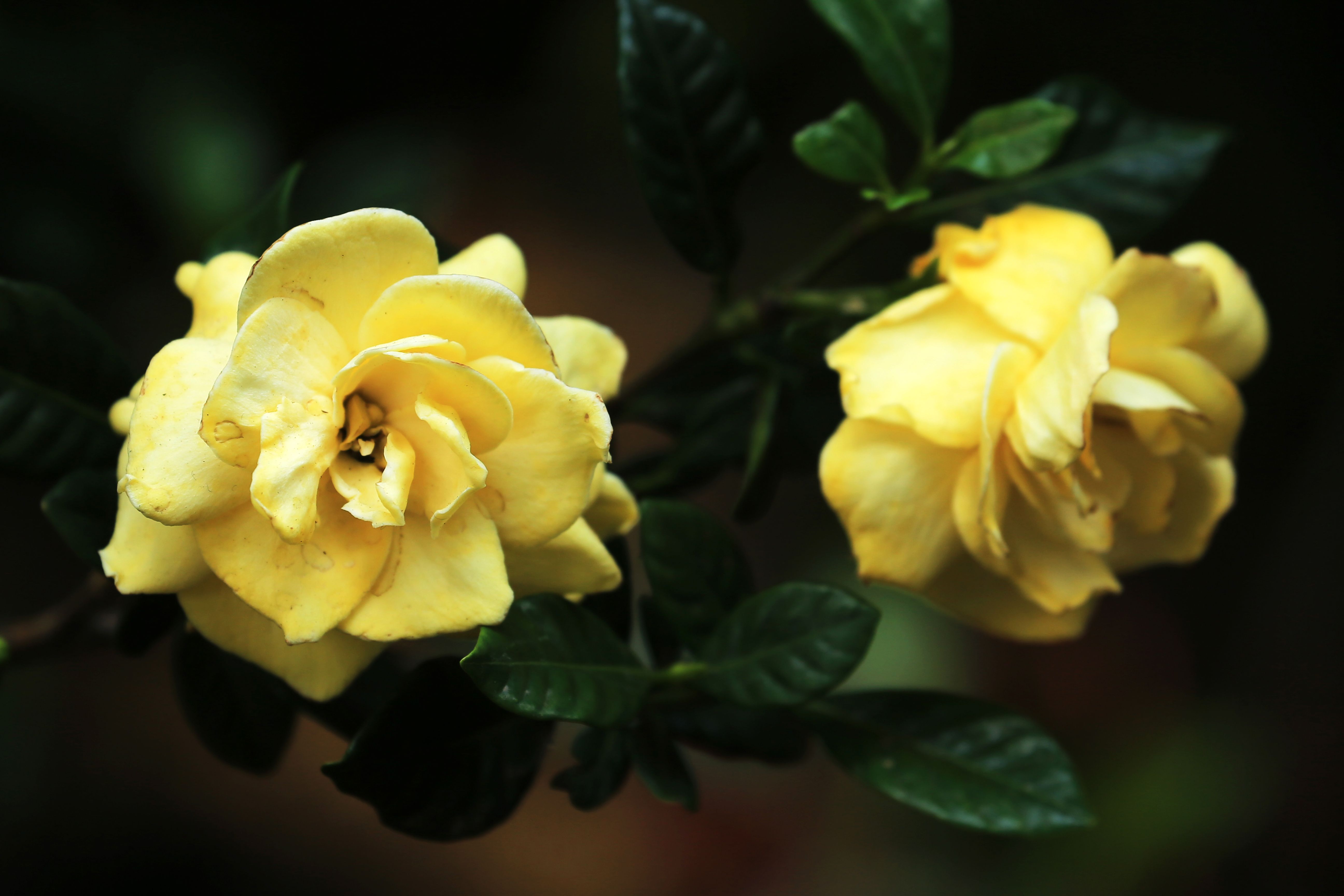 Bela foto em close de duas gardênias amarelas em plena floração, com folhagem verde exuberante.
