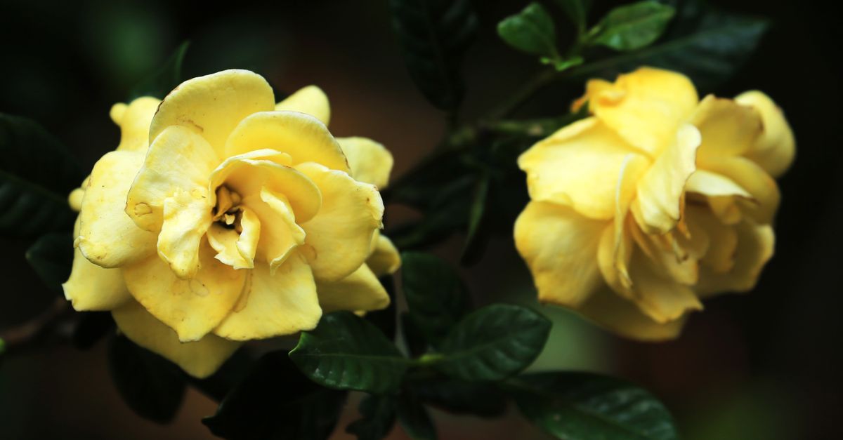 Bela foto em close de duas gardênias amarelas em plena floração, com folhagem verde exuberante.