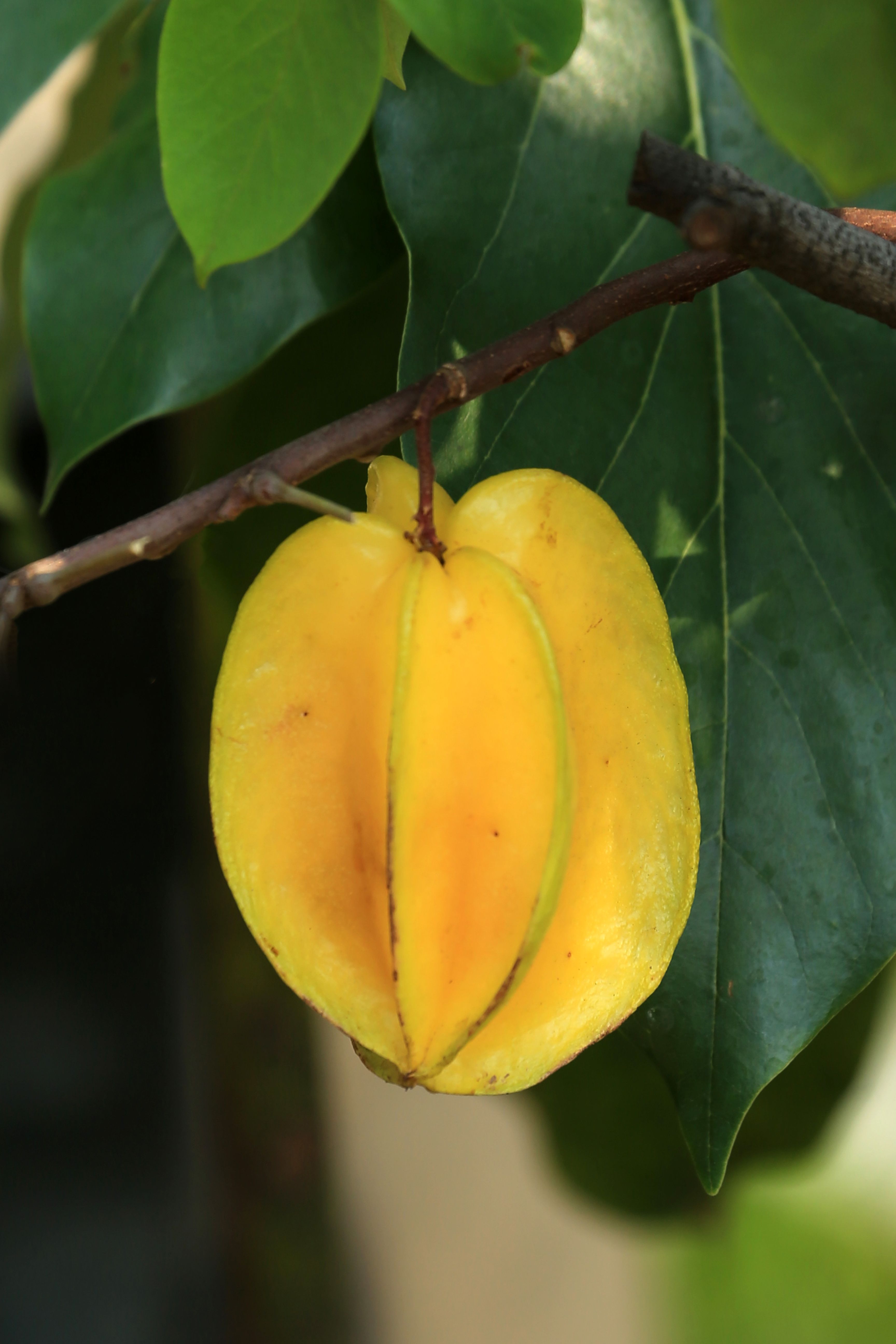 Ripe Starfruit Hanging on Tree Branch · Free Stock Photo