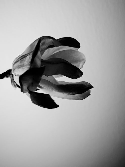 Free Elegant black and white magnolia flower against a minimalist background. Stock Photo