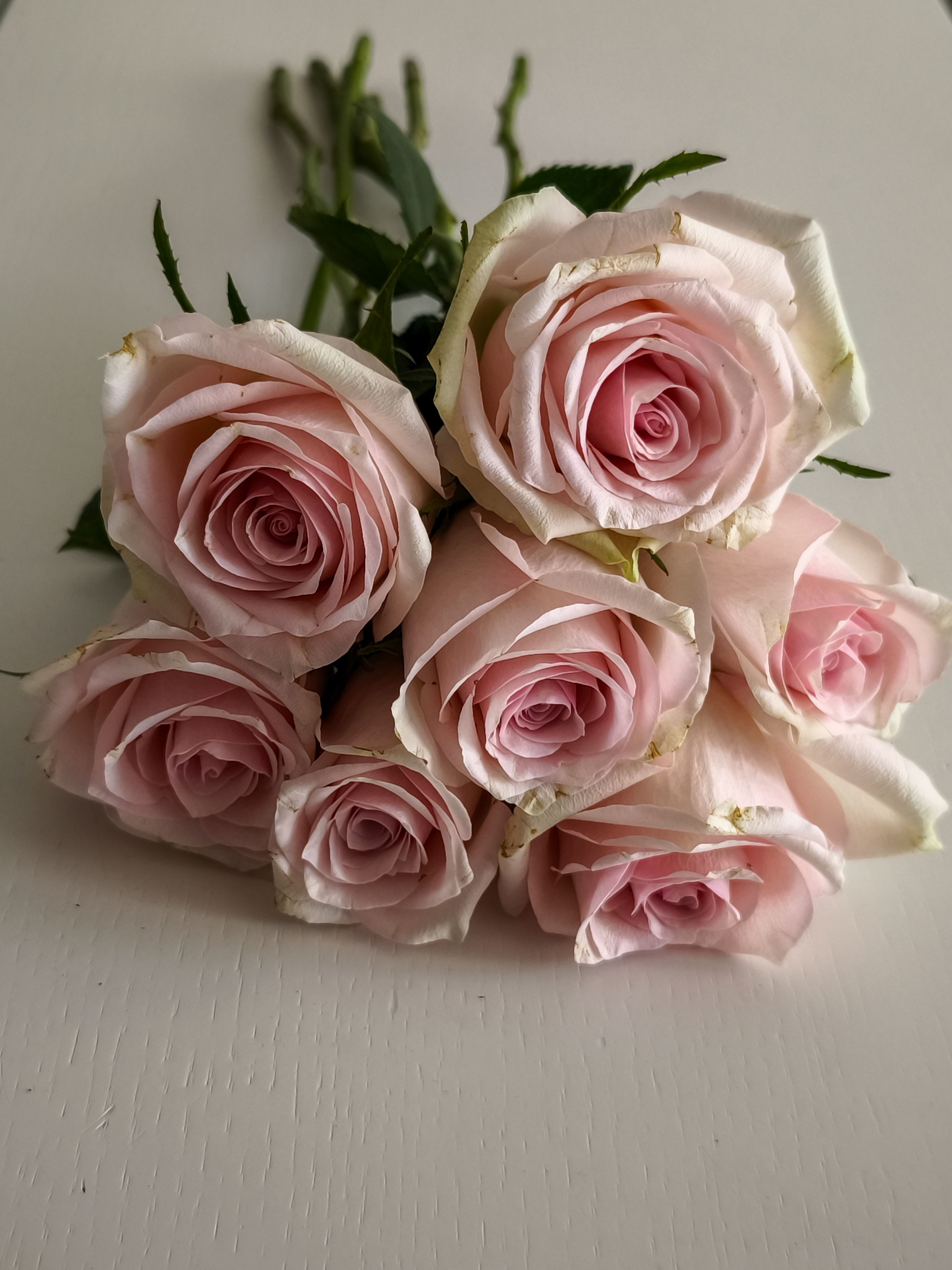 Elegant Bouquet of Blush Pink Roses · Free Stock Photo