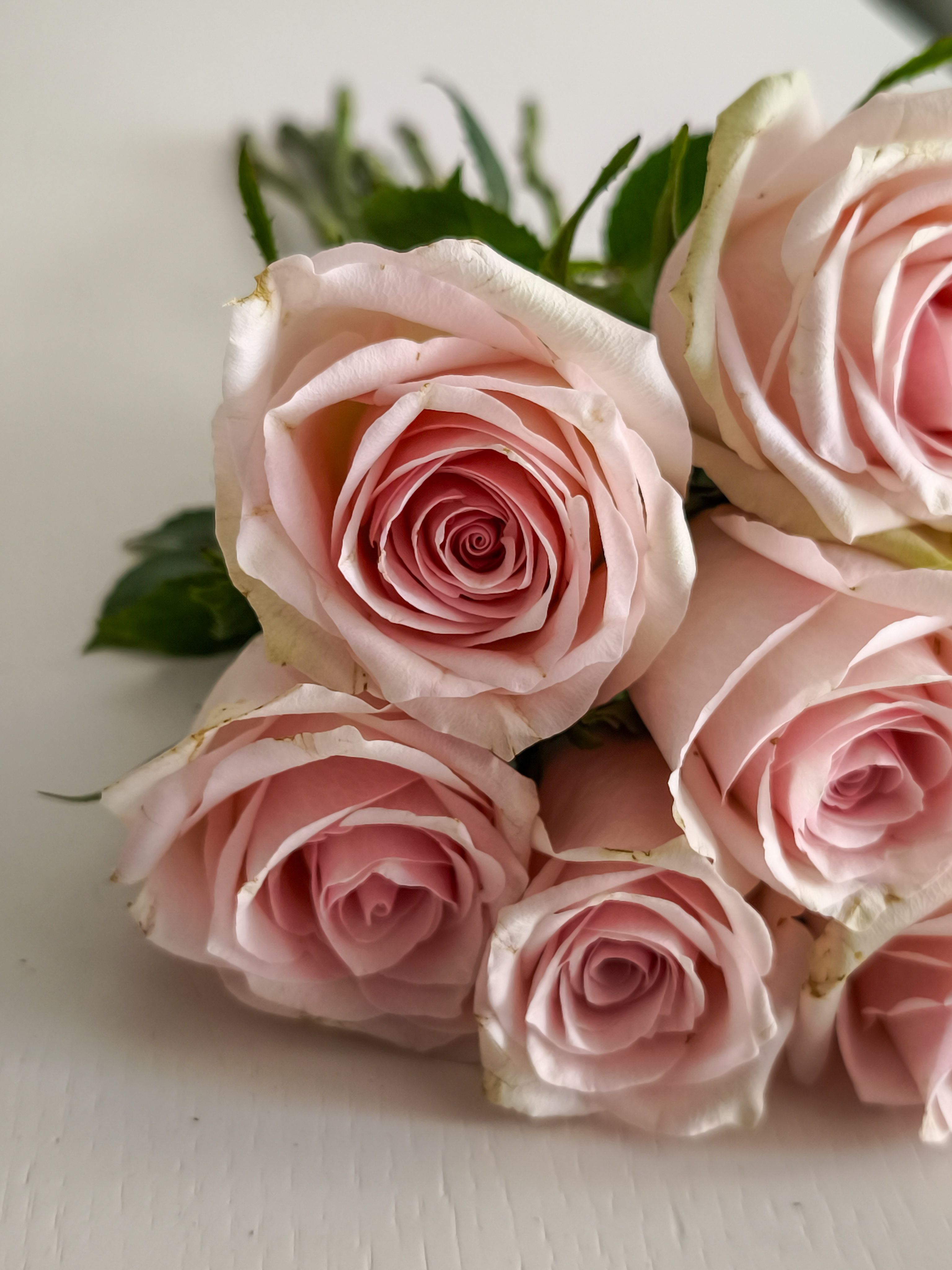 Delicate Pink Roses on White Background · Free Stock Photo