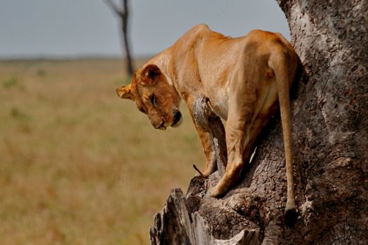 Amboseli under Kilimanjaro (elephants) — Kenya Safari