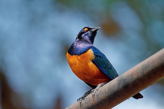 Brightly colored Hildebrandt's Starling perched on a branch in Narok, Kenya.