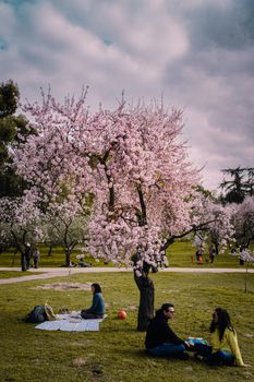 Couples enjoying a picnic under cherry blossoms in a vibrant spring park.