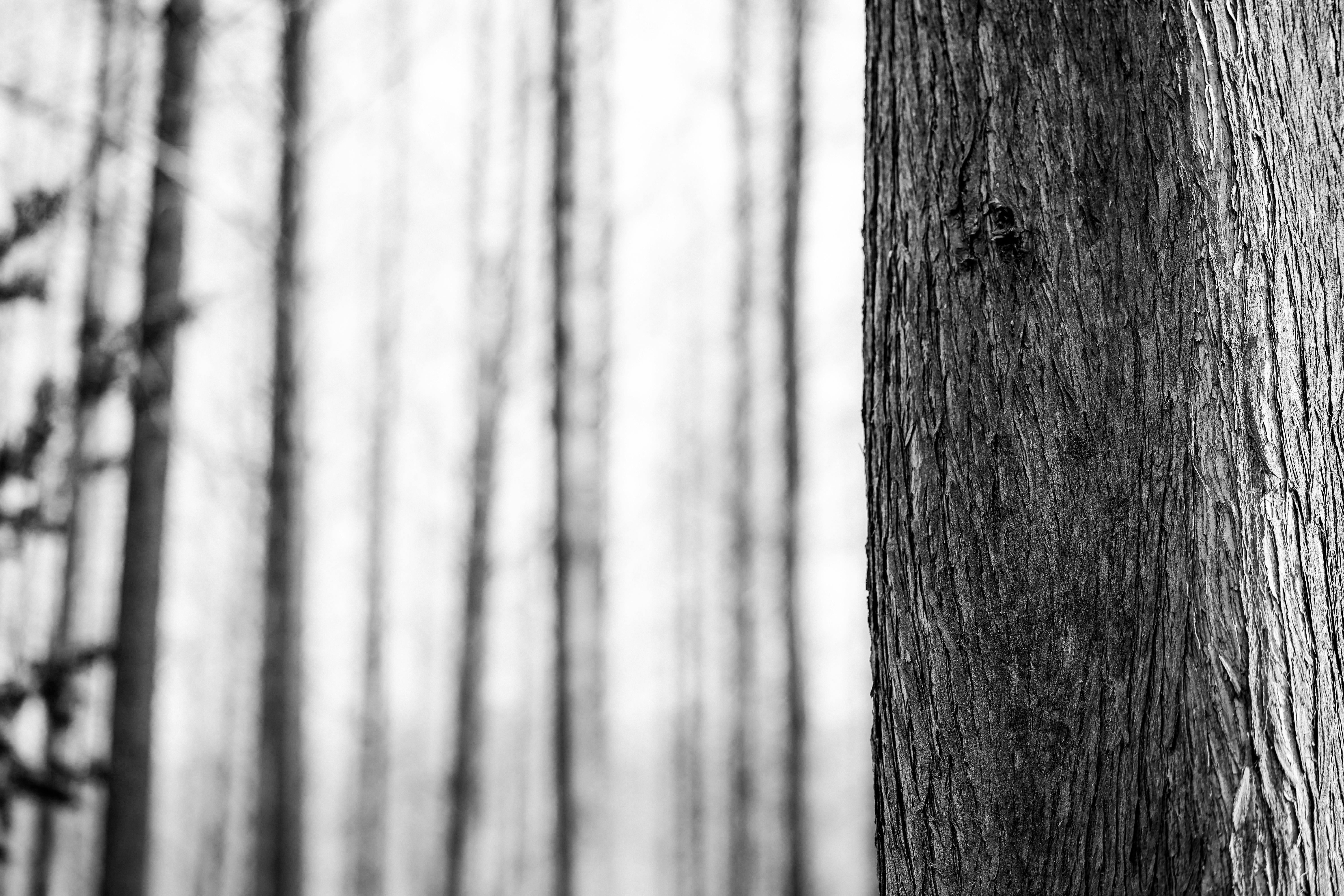 Gratis Kunstnerisk svart-hvitt-fotografi av trestammer i en skog. Arkivbilde