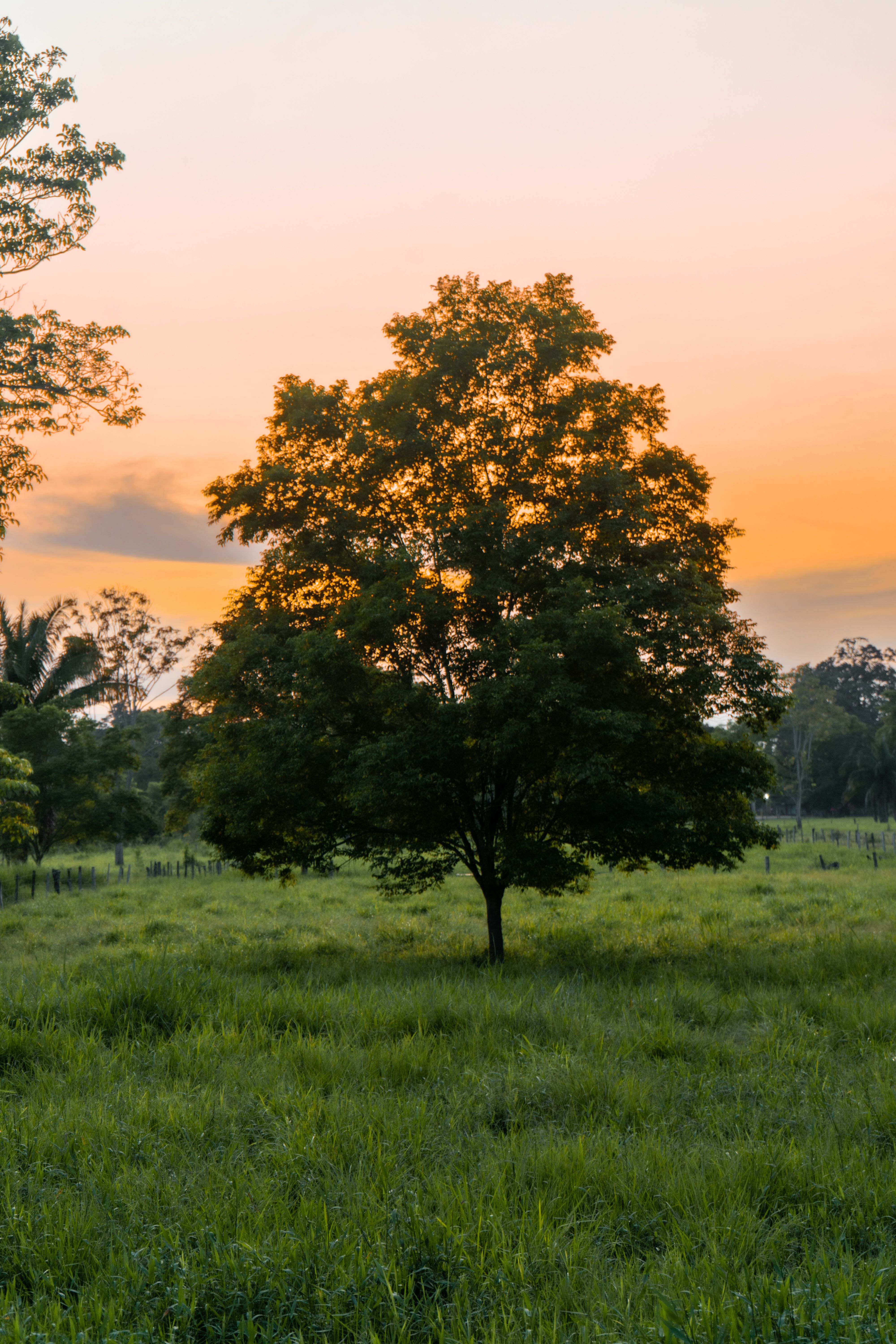 Lone Tree in Tranquil Field at Sunset · Free Stock Photo