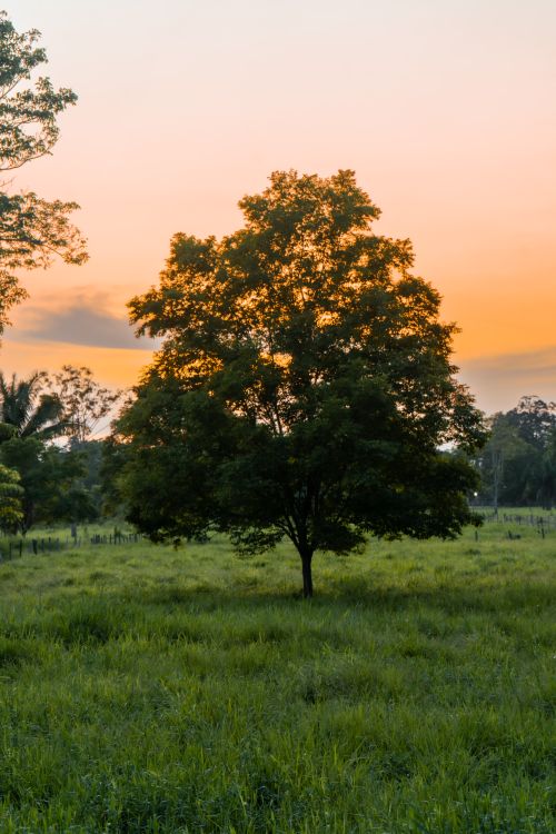 Free A solitary tree in a peaceful field during a vibrant sunset, showcasing nature's beauty. Stock Photo