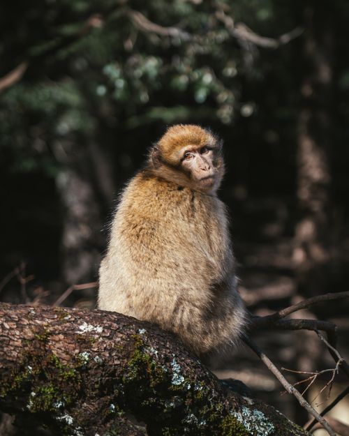 Free A Barbary macaque sitting on a tree branch in a sunlit forest setting. Stock Photo